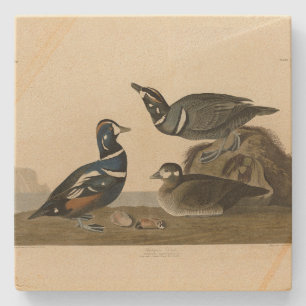 Harlequin Duck - von Audubons Vögeln Amerikas Steinuntersetzer