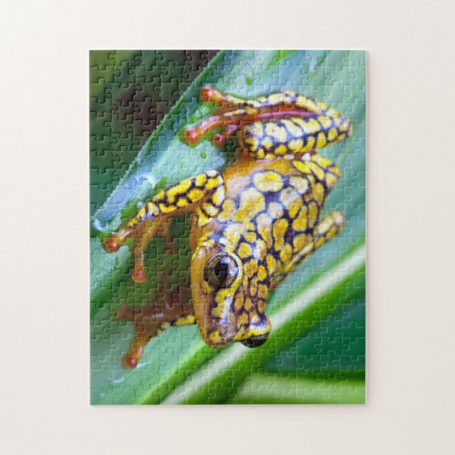 Harlequin Giison Dart Frog (Vertikal)