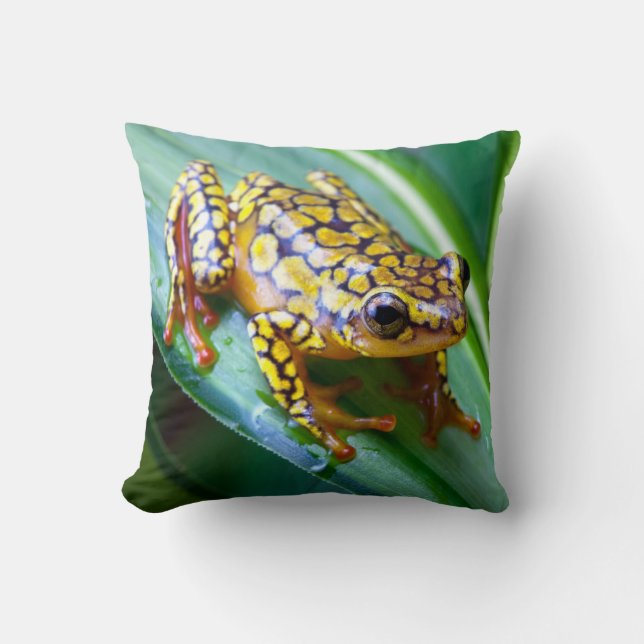 Harlequin Giison Dart Frog Kissen (Vorderseite)