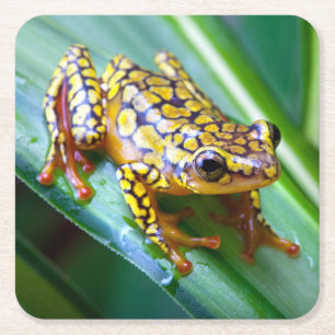 Harlequin Giison Dart Frog Rechteckiger Pappuntersetzer