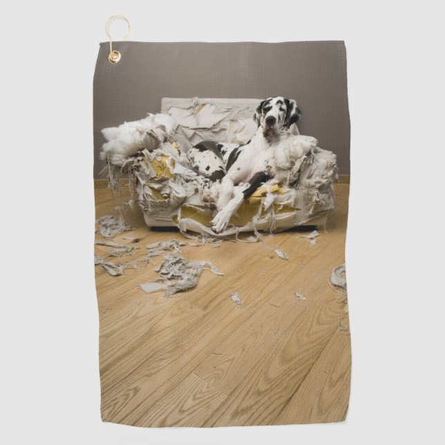 Harlequin Great Dane auf kauen Sofa Golf Handtuch (Vorderseite)