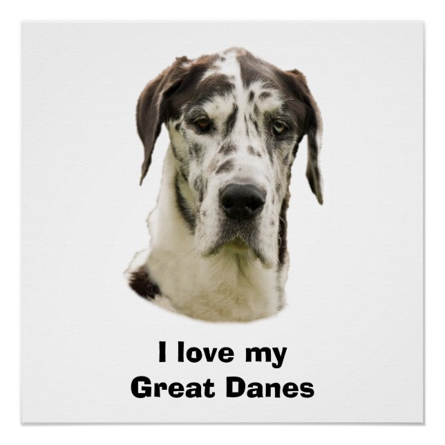 Harlequin Great Dane Foto Poster (Vorderseite)