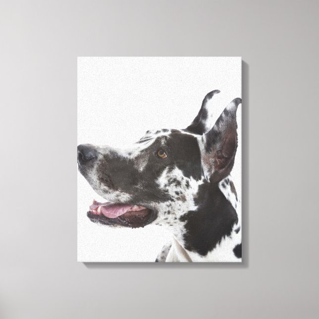 Harlequin Great Dane Leinwanddruck (Vorderseite)