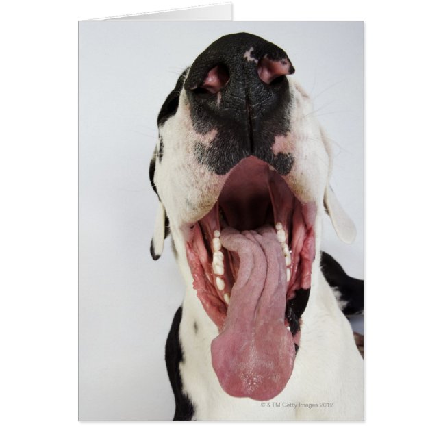 Harlequin Great Dane mit offenem Mund, nah-up, (Vorne)