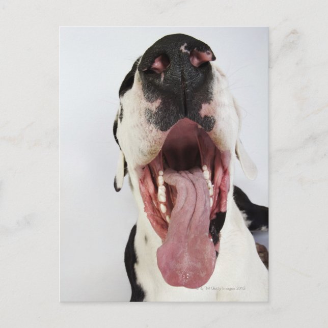 Harlequin Great Dane mit offenem Mund, nah-up, Postkarte (Vorderseite)