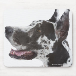 Harlequin Great Dane Mousepad