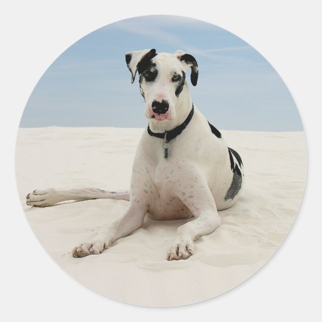 Harlequin Great Dane Puppy Doppy Sticker / Siegel (Vorderseite)