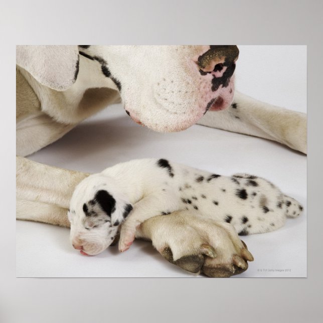 Harlequin Great Dane Welpe schlafend auf Mutter Poster (Vorne)