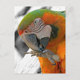 Harlequin Macaw Foot Postcard Postkarte