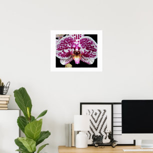 Harlequin Phalaenopsis Orchidee Blüten Floral Poster