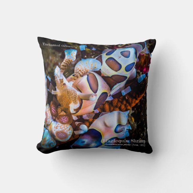 Harlequin Shrimp, Hymenocera picta, Kissen (Vorderseite)
