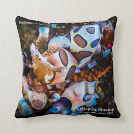 Harlequin Shrimp, Hymenocera picta, Kissen