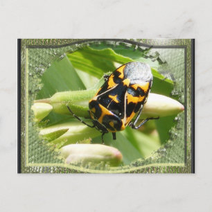 Harlequin stink bug ~ Postcard Postkarte