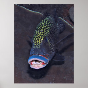 Harlequin Sweetlips Portrait Poster