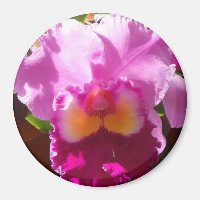 Harlinde Magnet (Vorne)