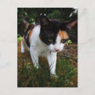 Harmonie, meine Kalico-Katze Postkarte