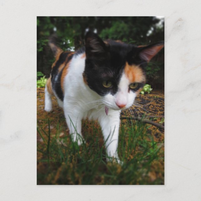 Harmonie, meine Kalico-Katze Postkarte (Vorderseite)