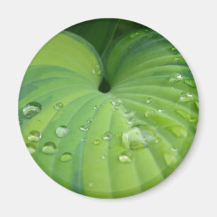 "Harmonischer Hosta-" Magnet