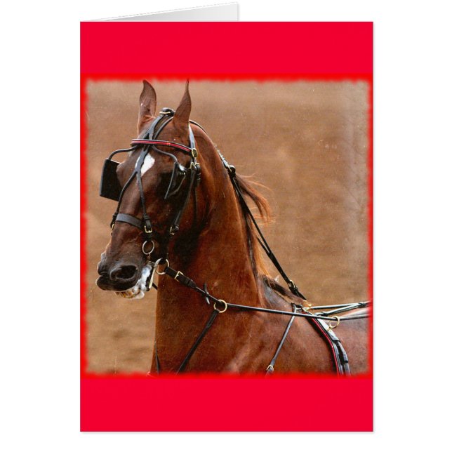 Harnais de plaisance Saddlebred Art numérique Bord (Devant)