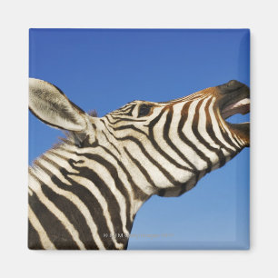 Harnas Naturschutzgebiet, Namibia, südlich Magnet