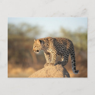 Harnas Wildlife Sanctuary, Namibia Postkarte