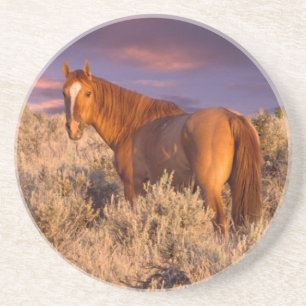 Harney County Wildpferd steht auf der Hut Sandstein Untersetzer