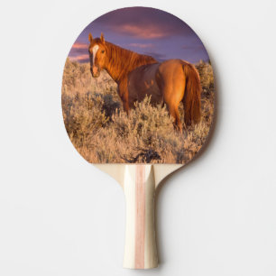 Harney County Wildpferd steht aufmerksam Tischtennis Schläger