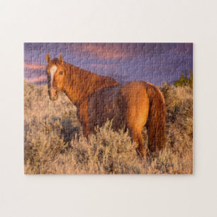 Harney County Wildpferd steht wachsam