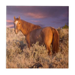 Harney County Wildpferd steht wachsam Fliese