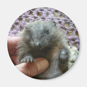 Harold der Igel Magnet