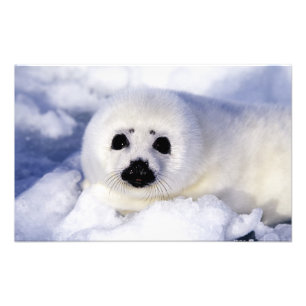 Harp Siegel pup ice Gulf of St. Lawrence, Fotodruck