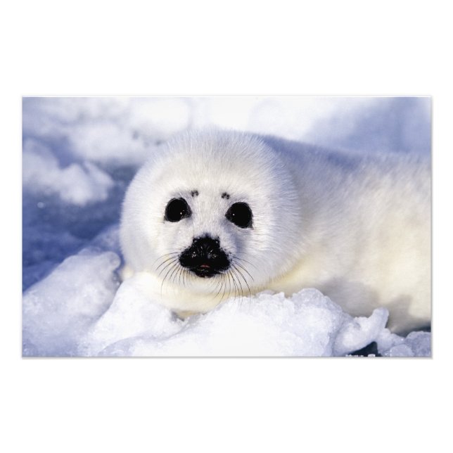 Harp Siegel pup ice Gulf of St. Lawrence, Fotodruck (Vorne)