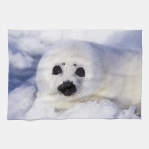 Harp Siegel pup ice Gulf of St. Lawrence, Handtuch