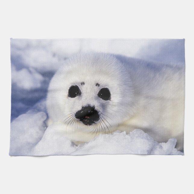 Harp Siegel pup ice Gulf of St. Lawrence, Handtuch (Horizontal)