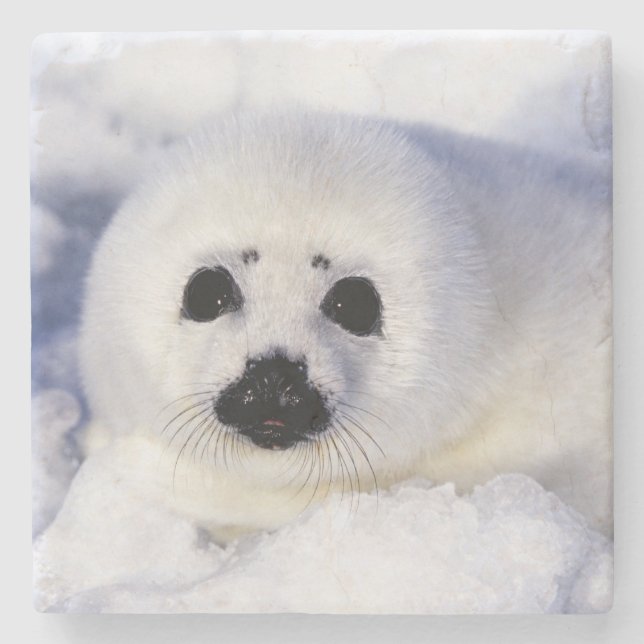 Harp Siegel pup ice Gulf of St. Lawrence, Steinuntersetzer (Vorderseite)