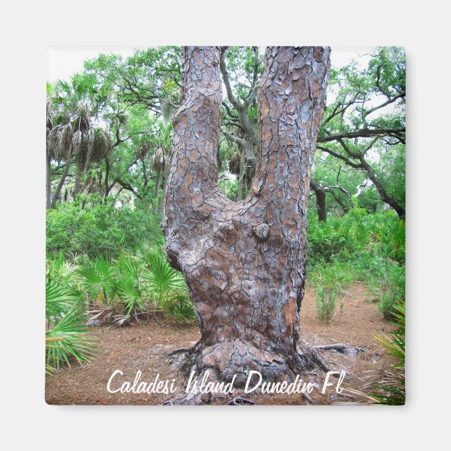 Harp Tree Caladesi Island Magnet (Vorne)