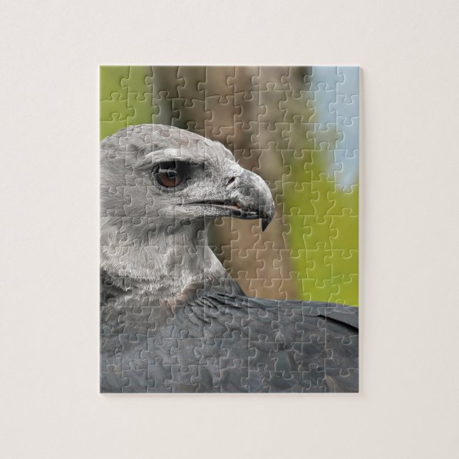Harpy Eagle 1.JPG (Vertikal)