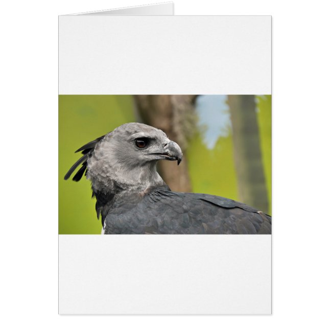 Harpy Eagle 1.JPG (Vorne)