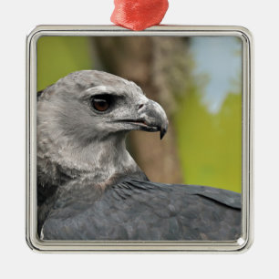 Harpy Eagle 1.JPG Silbernes Ornament
