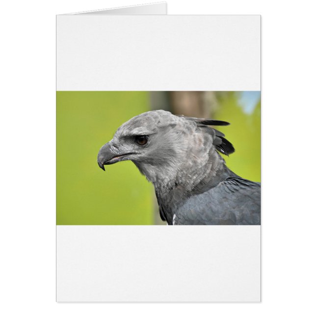 Harpy Eagle 2.JPG (Devant)