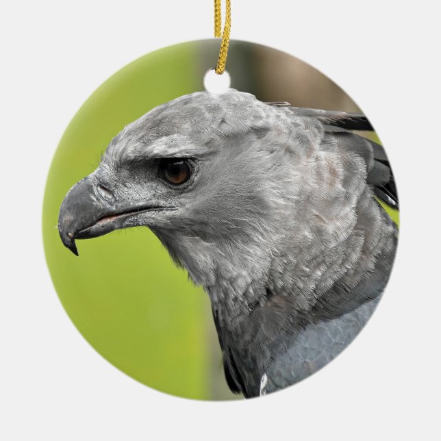 Harpy Eagle 2.JPG Keramik Ornament (Vorne)