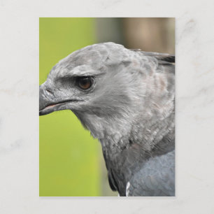 Harpy Eagle 2.JPG Postkarte