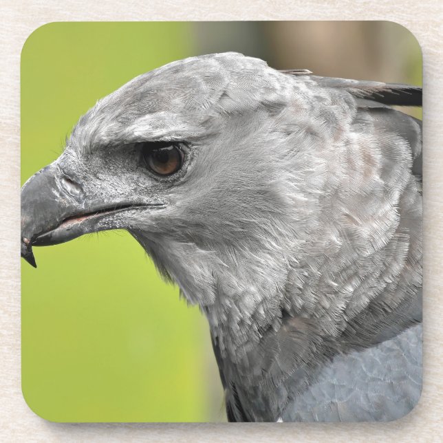 Harpy Eagle 2.JPG Untersetzer (Vorderseite)
