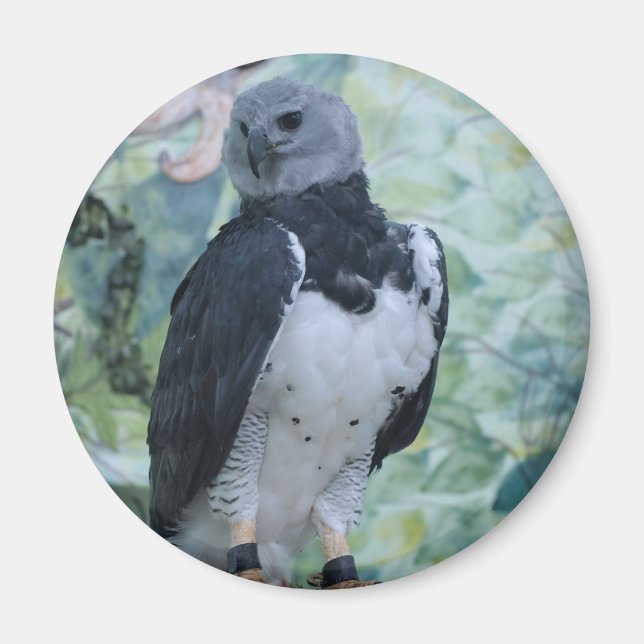 Harpy Eagle Captive Magnet (Vorne)