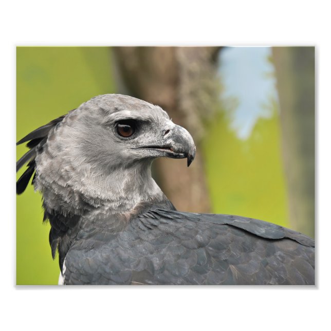 Harpy Eagle. Fotodruck (Vorne)