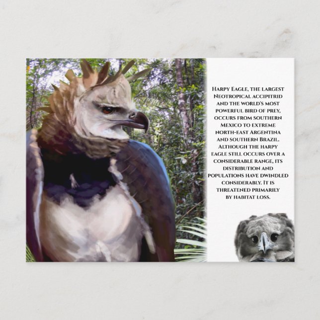 "Harpy Eagle" Postkarte (Vorderseite)
