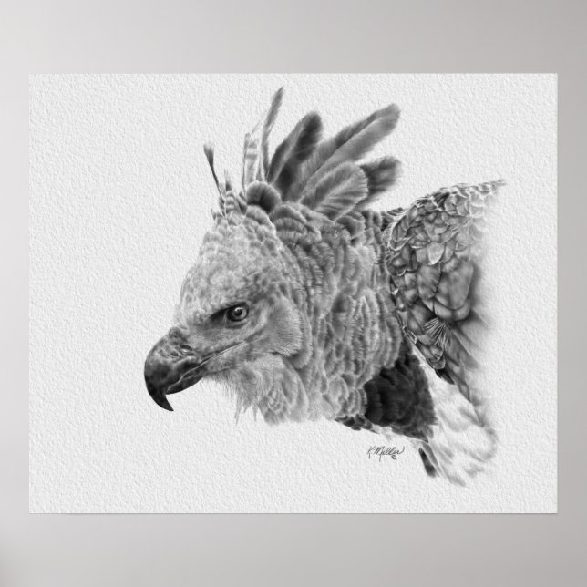 Harpy Eagle Zeichnend Poster (Vorne)