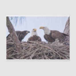 Harriet, M u. E9 Seidenpapier