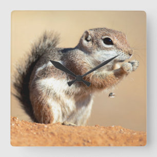 Harris-Antilopenhörnchen (Ammospermophilus) Quadratische Wanduhr
