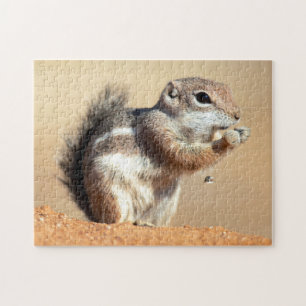 Harris-Antilopenziesel (Ammospermophilus)